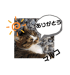 マルコが占う（個別スタンプ：15）