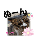 マルコが占う（個別スタンプ：16）