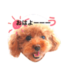 プードルちゃん48（個別スタンプ：1）
