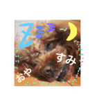 プードルちゃん48（個別スタンプ：6）