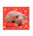 プードルちゃん48（個別スタンプ：10）
