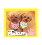 プードルちゃん48（個別スタンプ：12）
