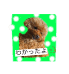プードルちゃん48（個別スタンプ：13）