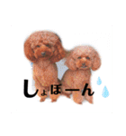 プードルちゃん48（個別スタンプ：19）