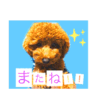 プードルちゃん48（個別スタンプ：20）