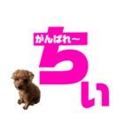 chii＆mii（個別スタンプ：15）