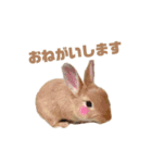うさぎのうにさん(敬語、量産型ver.)（個別スタンプ：5）