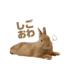 うさぎのうにさん(敬語、量産型ver.)（個別スタンプ：9）