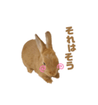 うさぎのうにさん(敬語、量産型ver.)（個別スタンプ：11）