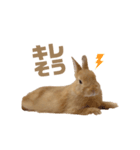 うさぎのうにさん(敬語、量産型ver.)（個別スタンプ：15）