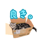 ゴヤモコスタンプ★日常編（個別スタンプ：11）