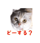 ゴヤモコスタンプ★日常編（個別スタンプ：19）