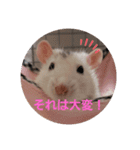 うちのねずみくん（個別スタンプ：5）
