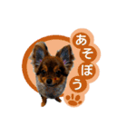 犬でモフっとなるスタンプ：日常編（個別スタンプ：3）