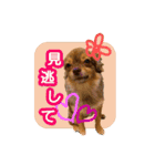 犬でモフっとなるスタンプ：日常編（個別スタンプ：6）