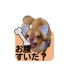 犬でモフっとなるスタンプ：日常編（個別スタンプ：32）