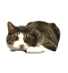 うみねこのスタンプ（個別スタンプ：1）