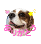 キャバリア♡オリバー⑤（個別スタンプ：1）