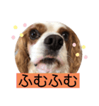 キャバリア♡オリバー⑤（個別スタンプ：3）