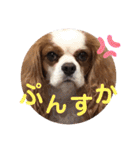 キャバリア♡オリバー⑤（個別スタンプ：6）