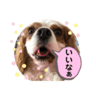 キャバリア♡オリバー⑤（個別スタンプ：11）