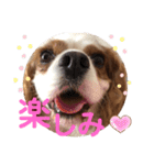 キャバリア♡オリバー⑤（個別スタンプ：12）