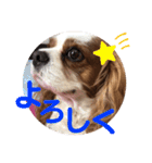 キャバリア♡オリバー⑤（個別スタンプ：14）