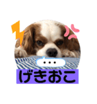 キャバリア♡オリバー⑤（個別スタンプ：16）