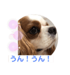 キャバリア♡オリバー⑤（個別スタンプ：19）