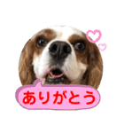 キャバリア♡オリバー⑤（個別スタンプ：24）