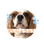 キャバリア♡オリバー⑤（個別スタンプ：26）
