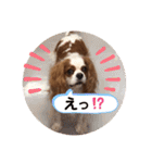 キャバリア♡オリバー⑤（個別スタンプ：27）