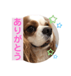 キャバリア♡オリバー⑤（個別スタンプ：29）