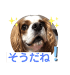 キャバリア♡オリバー⑤（個別スタンプ：31）