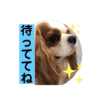 キャバリア♡オリバー⑤（個別スタンプ：33）