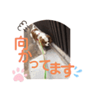 キャバリア♡オリバー⑤（個別スタンプ：34）