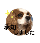 キャバリア♡オリバー⑤（個別スタンプ：39）