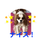 キャバリア♡オリバー⑤（個別スタンプ：40）
