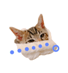 にゃん達！（個別スタンプ：1）