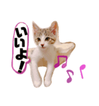 にゃん達！（個別スタンプ：7）