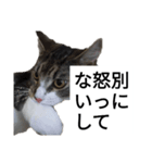 うちのゲべ3（個別スタンプ：2）