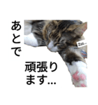 うちのゲべ3（個別スタンプ：5）
