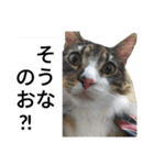 うちのゲべ3（個別スタンプ：6）