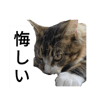 うちのゲべ3（個別スタンプ：7）