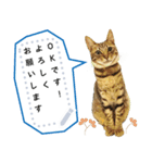 キジトラ猫の写真スタンプ【メッセージ】（個別スタンプ：1）