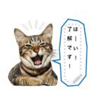 キジトラ猫の写真スタンプ【メッセージ】（個別スタンプ：2）