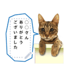 キジトラ猫の写真スタンプ【メッセージ】（個別スタンプ：3）
