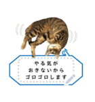キジトラ猫の写真スタンプ【メッセージ】（個別スタンプ：4）