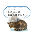 キジトラ猫の写真スタンプ【メッセージ】（個別スタンプ：5）