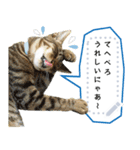 キジトラ猫の写真スタンプ【メッセージ】（個別スタンプ：7）